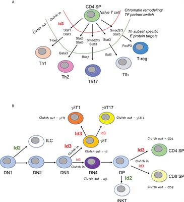 Shifting gears: Id3 enables recruitment of E proteins to new targets during T cell development and differentiation